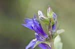 Great blue lobelia